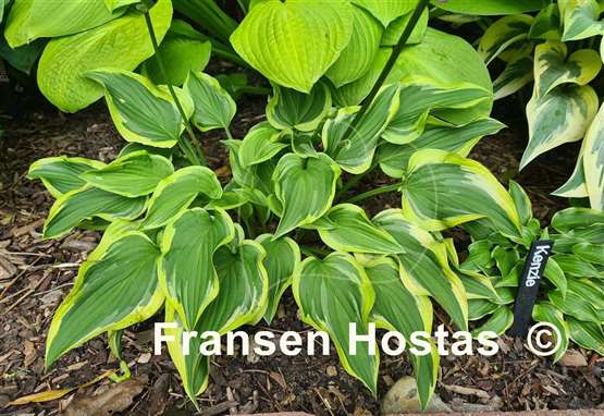 Hosta Wonderland 